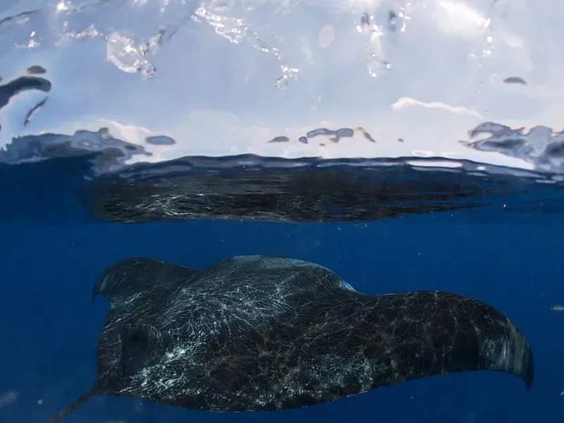 Raie manta nageant en mer bleue, vue à la fois au-dessus et en dessous de la surface