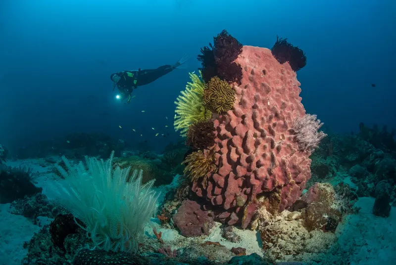 Plongeur explorant un récif corallien coloré avec de la vie marine