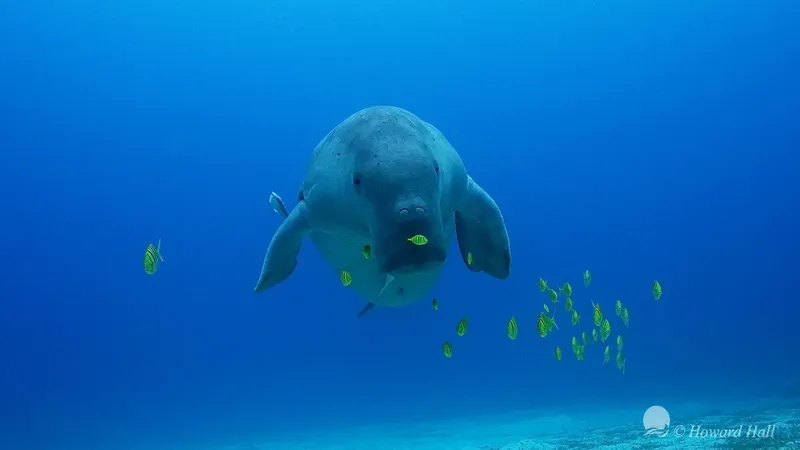 Lamantin nageant paisiblement dans l'eau bleue entouré de petits poissons