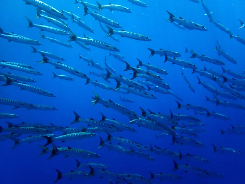 Banc de carangues argentées nageant en formation dans l'eau bleue