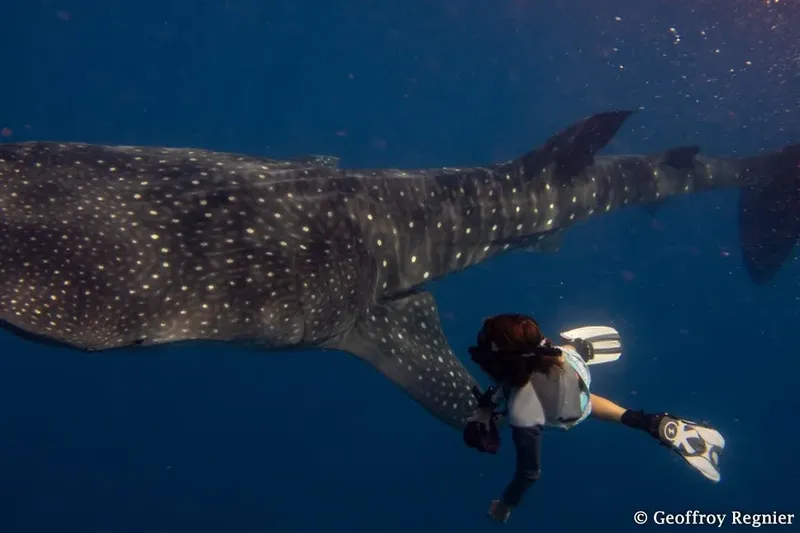 Nageuse en apnée près d'un requin baleine dans l'eau bleue