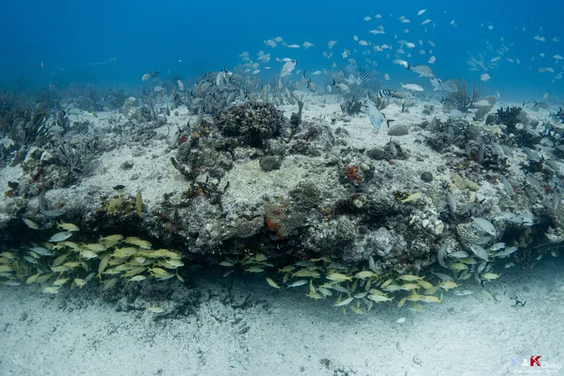 Banc de poissons et récif corallien dans une eau claire et bleue
