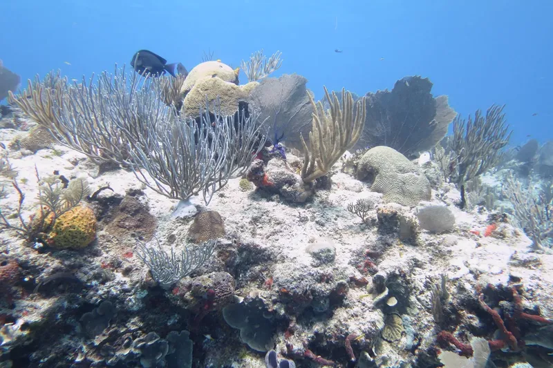 Recif corallien luxuriant avec des coraux, des éponges et des poissons tropicaux