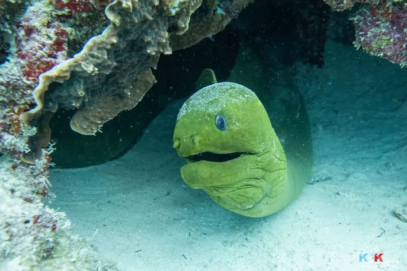 Murène verte observant l'appareil photo dans son habitat rocheux