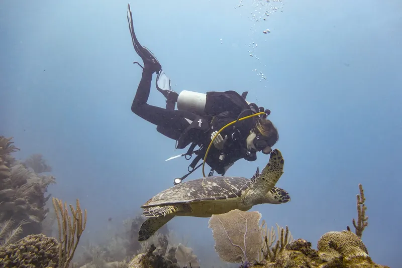 Plongeur interagissant avec une tortue de mer dans un récif corallien