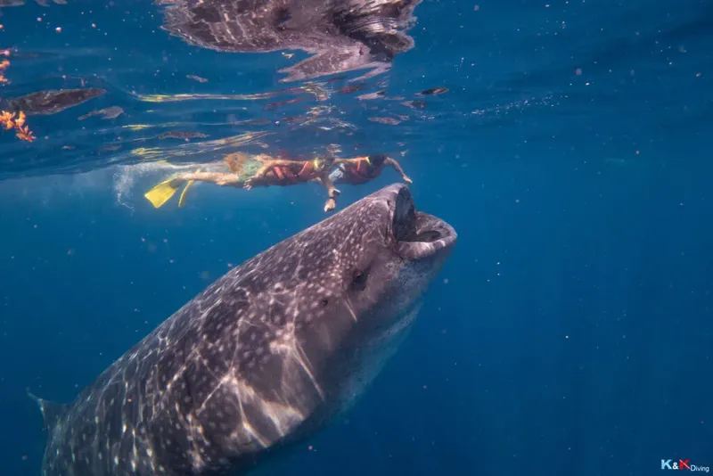 Plongeuse nageant à côté d'un requin baleine dans l'eau bleue