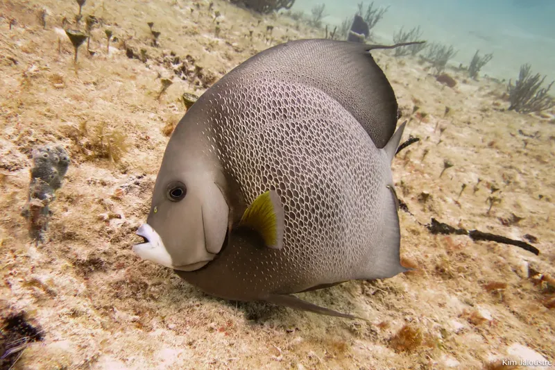 Poisson ange à motif losangé nageant au fond marin sablonneux