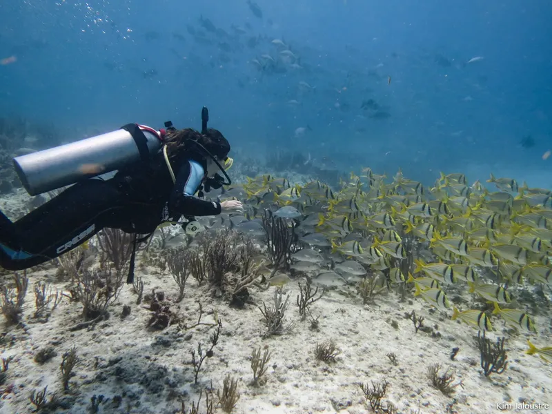 Plongeuse interagissant avec un banc de poissons jaunes sur fond sableux