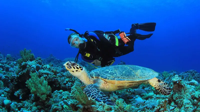 Plongeur nageant au-dessus d'une tortue de mer sur un récifal corallien