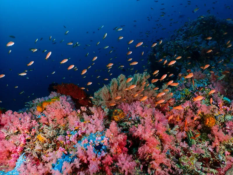 Banc de poissons et coraux colorés dans une eau bleue claire