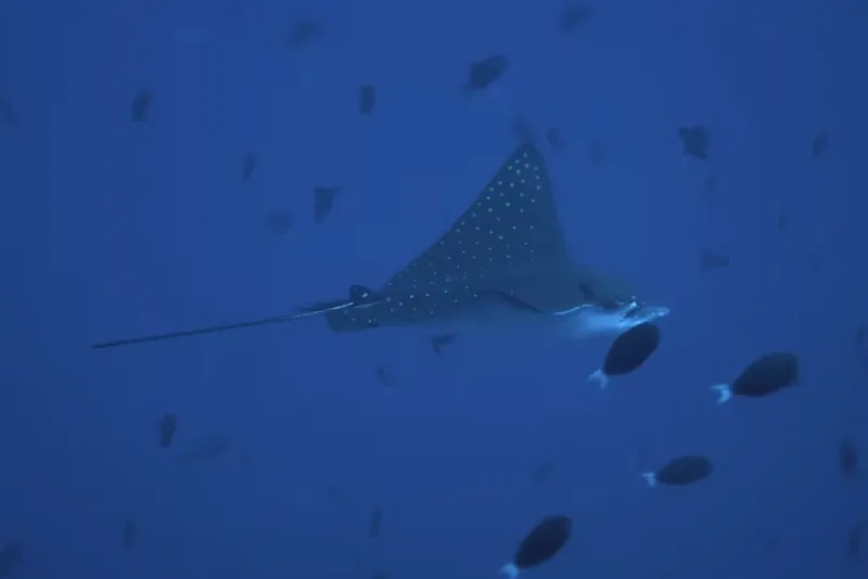 Raie manta nageant dans l'eau bleue entourée de petits poissons
