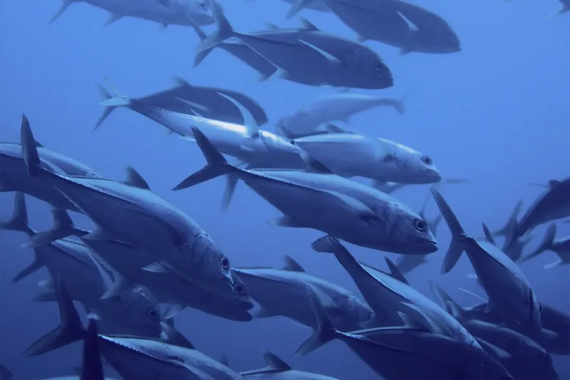 Banc de carangues argentées nageant en formation dans l'eau bleue