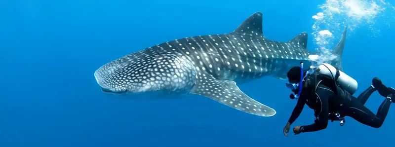 Plongeur nageant à côté d'un requin baleine dans l'océan bleu