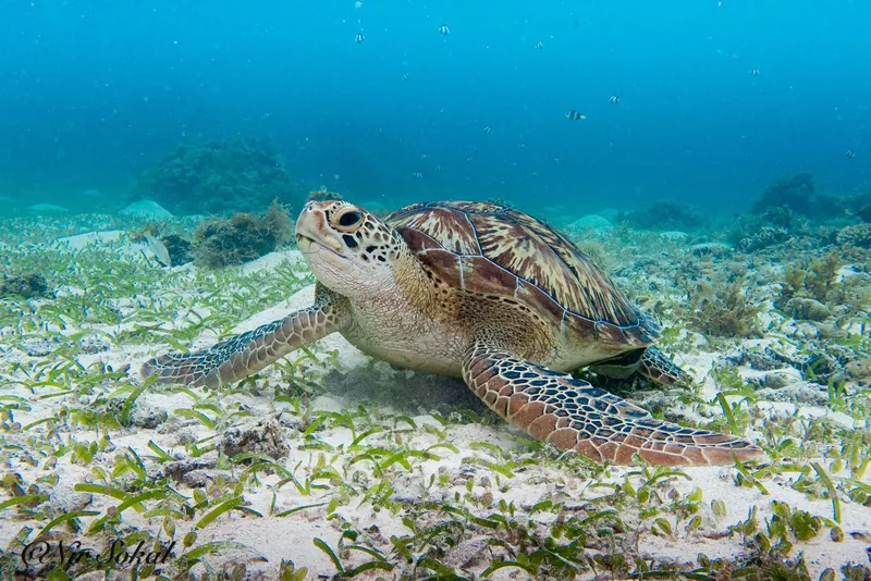 Tortue marine nageant au-dessus d'un fond sablonneux avec herbes marines