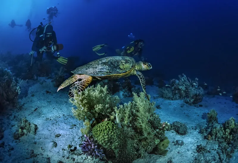 Tortue marine nageant au-dessus d'un récifal corallien avec des plongeurs
