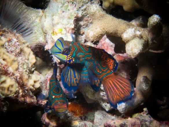 Trois mandarins colorés se cachent parmi les coraux et les roches