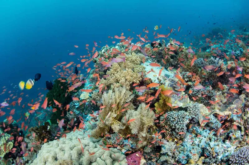 Recif corallien luxuriant avec de nombreux petits poissons colorés