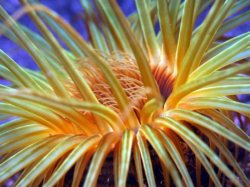 Gros plan d'une étoile de mer orange et jaune sous l'eau