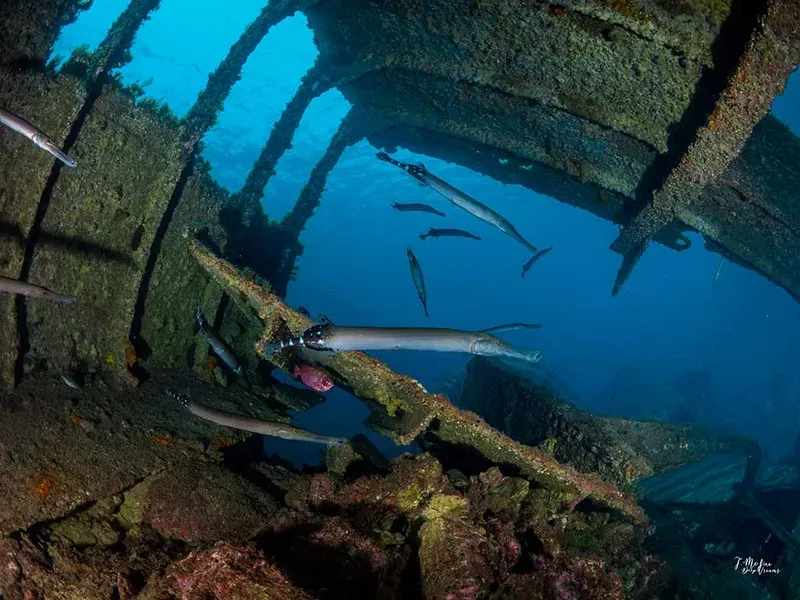 Poissons et structures métalliques d'une épave sous-marine éclairée