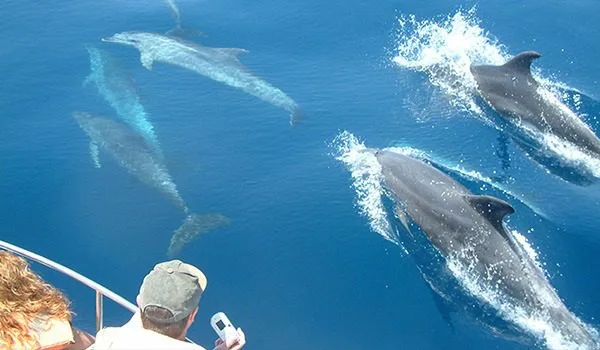 Dauphins nageant autour d'un bateau avec des personnes à bord