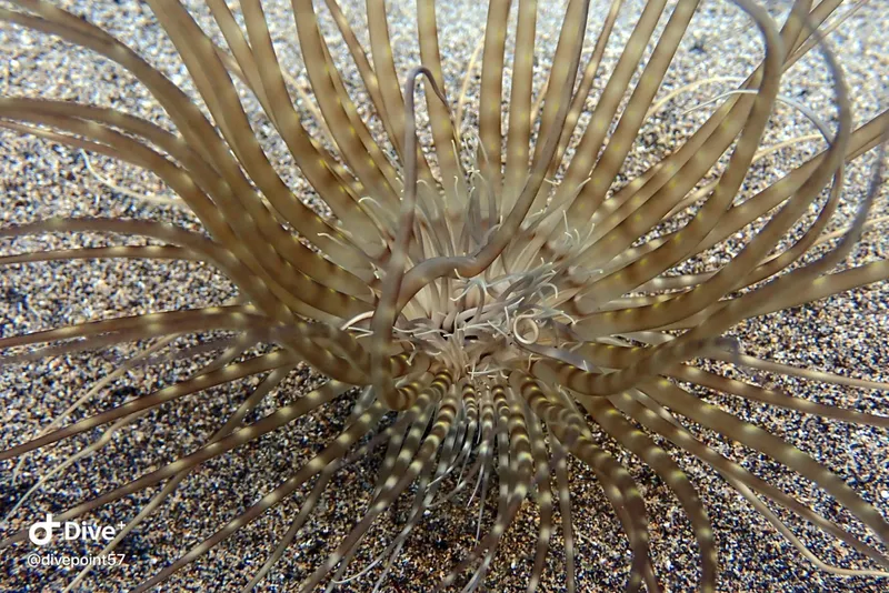 Anémone de mer rayée avec tentacules, fond sableux, photographie sous-marine