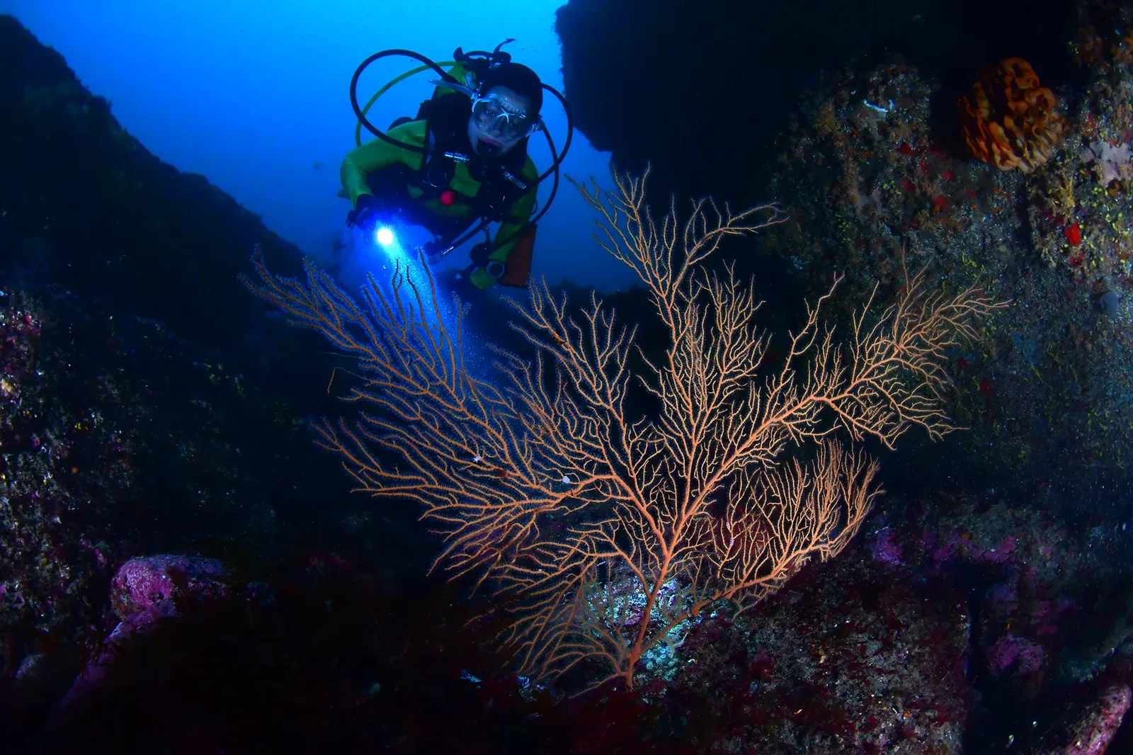 Plongeur éclairant un corail rouge dans les profondeurs bleues