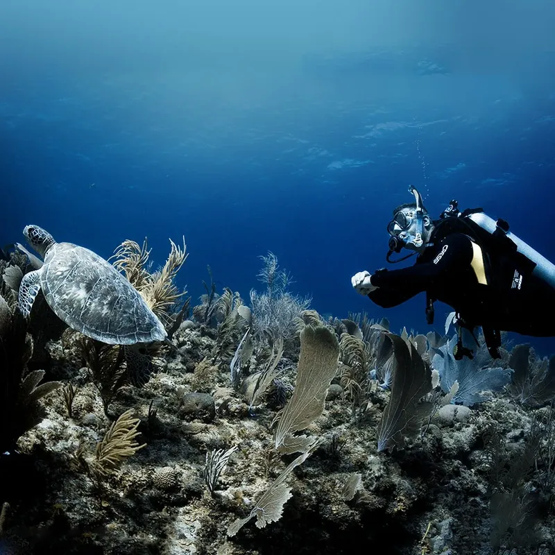 Plongeur face à une tortue marine au milieu d'un récif corallien
