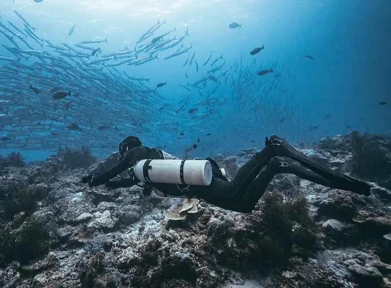 Plongeur explore un récif corallien entouré d'un banc de poissons