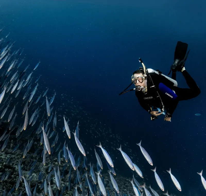 Plongeur evoluant au milieu d'un banc de poissons argentés en mer