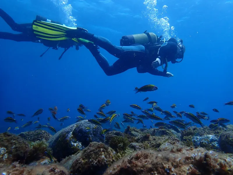 Plongeur explore un récif corallien entouré d'un banc de poissons jaunes