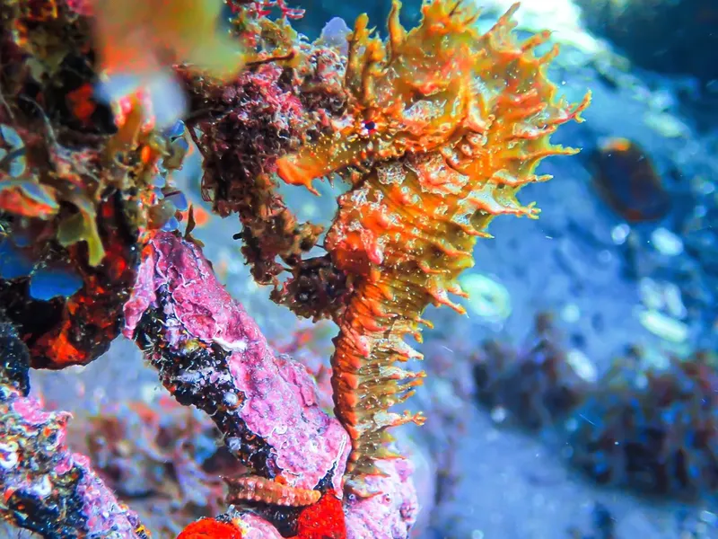 Hippocampe flamboyant perché sur un corail coloré en milieu marin