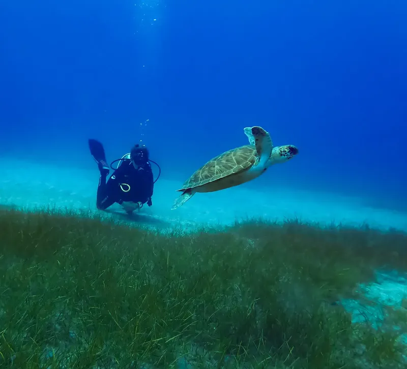 Plongeur et tortue marine nagent au-dessus d'herbiers sous-marins bleus