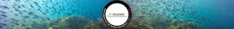 Banc de poissons argentés en mer, logo de centre de plongée
