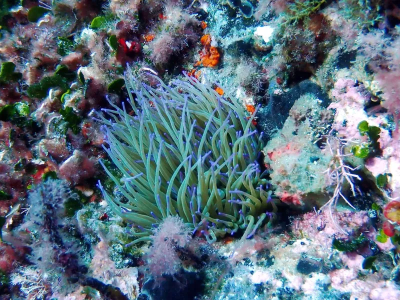 Anémone de mer verte et blanche sur fond rocheux coloré