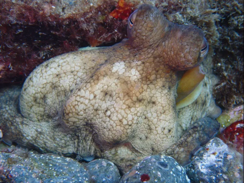 Pieuvre commune se camouflant sur un fond rocheux sous-marin