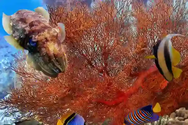 Seiche et poissons colorés nageant parmi des coraux orange et rouges