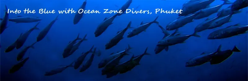 Banc de poissons tropicaux nageant dans les eaux bleues de Phuket