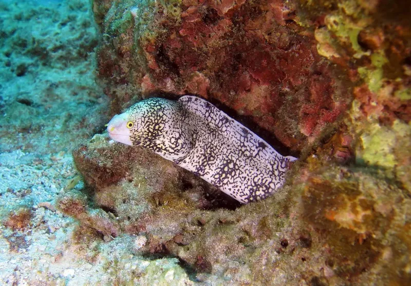 Murène tachetée se cachant dans une cavité rocheuse sous-marine