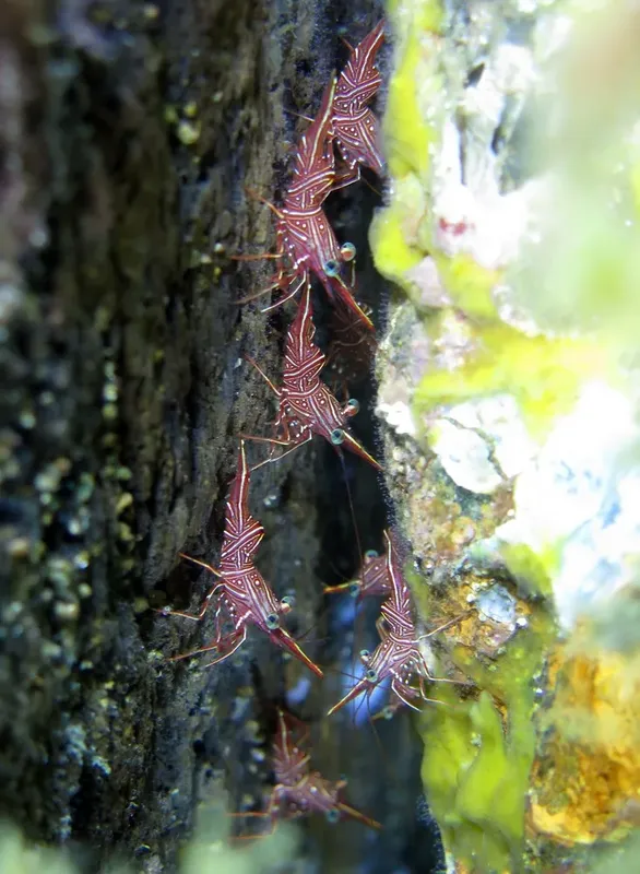 Crevettes decoratrices rouges sur un rocher corallien sous-marin