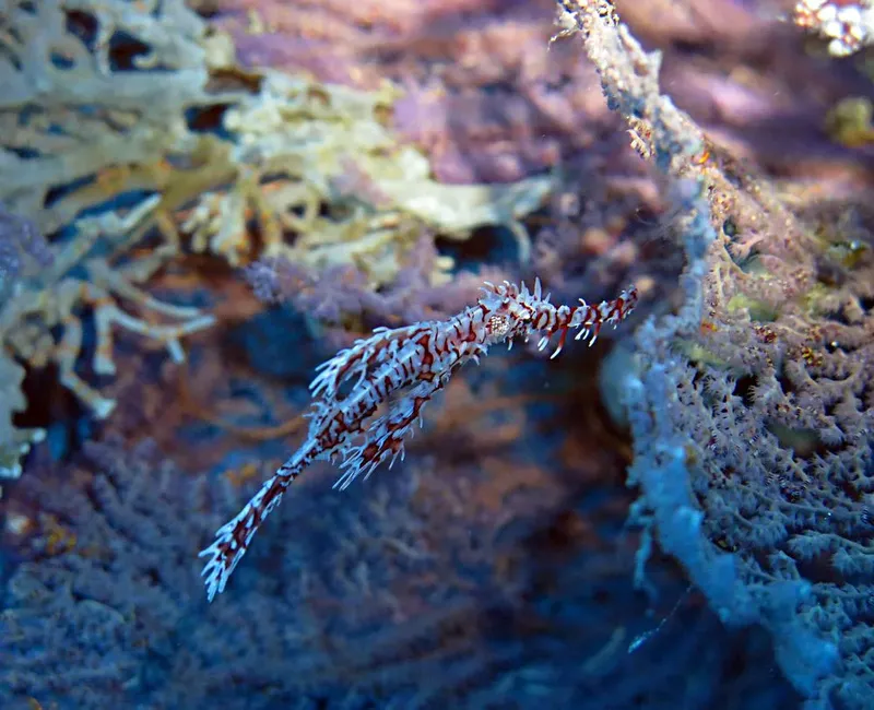 Poisson-fantôme rayé nageant parmi des gorgones colorées en milieu marin