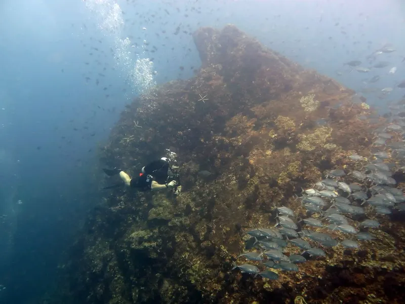 Plongeur explorant un récif corallien avec banc de poissons