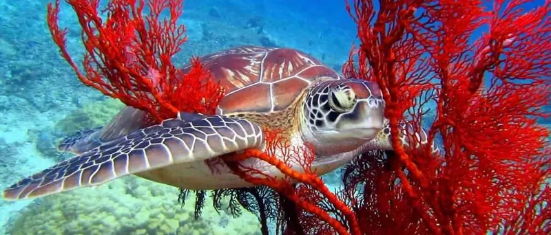 Tortue marine nageant parmi des gorgones rouges en milieu aquatique