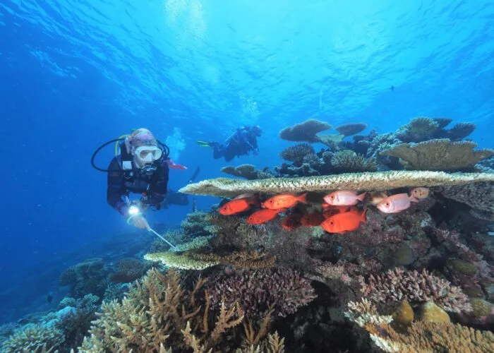 Plongeurs explorant un récif corallien avec des poissons colorés