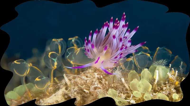 Nudibranche colorée se nourrissant sur un récif corallien sous-marin