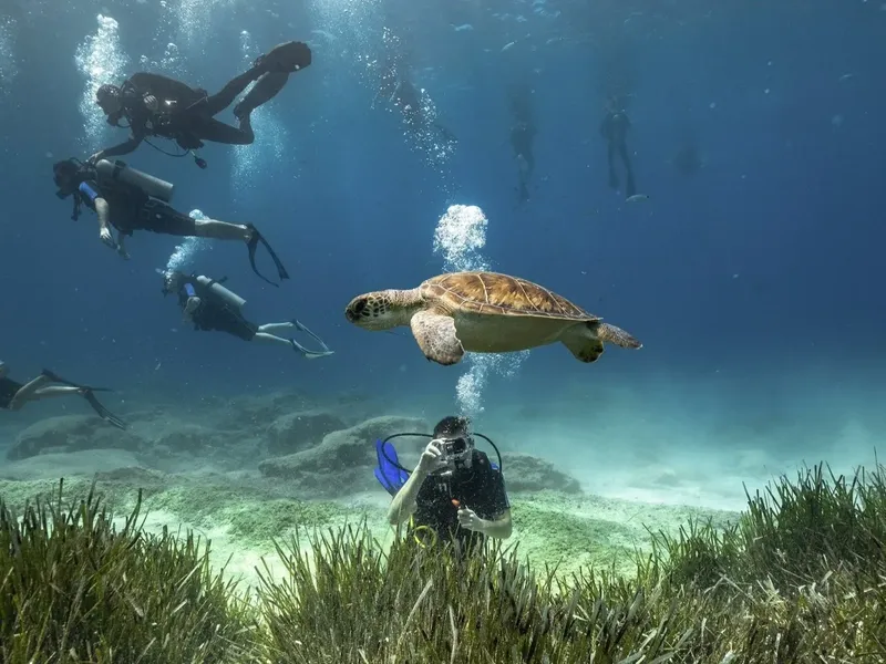 Plongeurs et tortue nageant ensemble dans une eau claire et ensoleillée