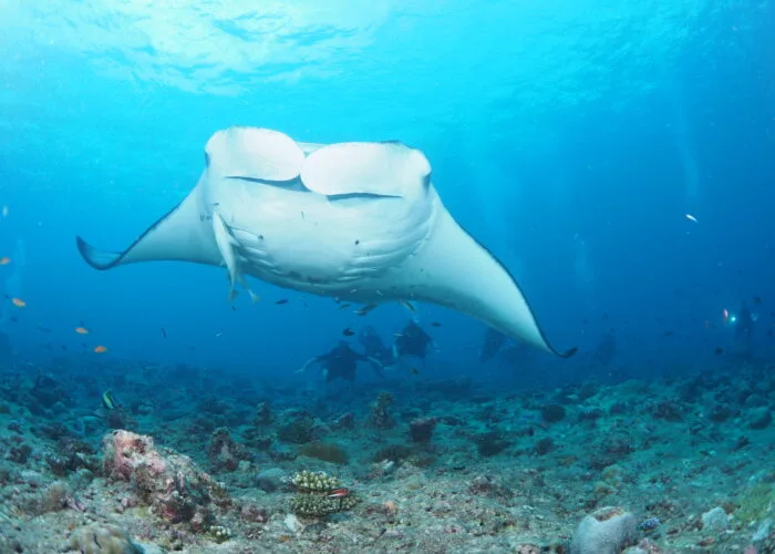 Grande raie manta nageant au-dessus d'un fond marin rocheux et coloré