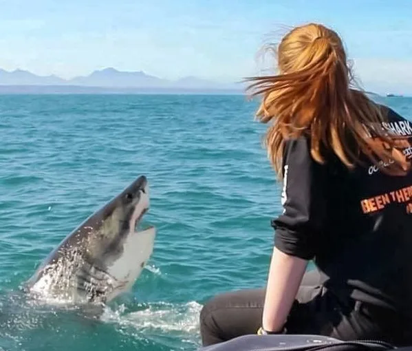 Grand requin blanc jaillissant de l'eau face à une personne