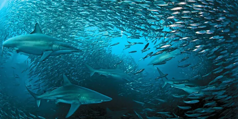 Banc de poissons argentés entourant plusieurs requins dans l'océan