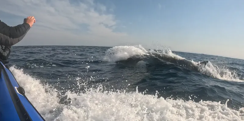 Baleine nageant à la surface de l'océan, éclaboussures et ciel bleu