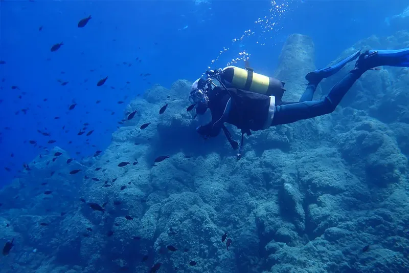Plongeur explorant un récif rocheux avec un banc de poissons